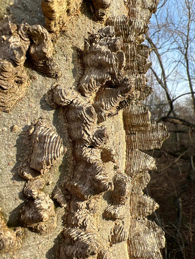 image of Celtis laevigata, Sugarberry, Southern Hackberry, Smooth Hackberry, Lowland Hackberry