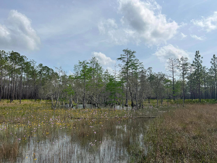 image of Coreopsis nudata, Swamp Coreopsis