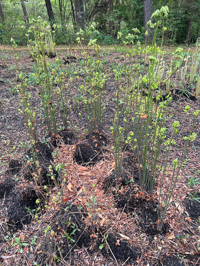 image of Osmunda spectabilis, American Royal Fern