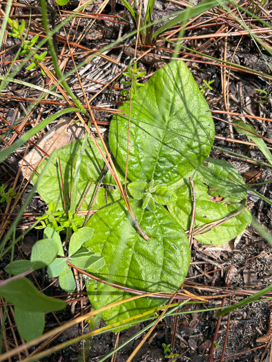 Helianthus radula, Roundleaf Sunflower, Rayless Sunflower