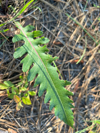 Parthenium integrifolium var. mabryanum, Sandhill Wild Quinine, Mabry's Wild Quinine, Carolina Wild Quinine