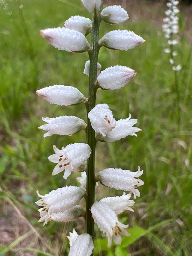 Aletris farinosa, Northern White Colicroot, Mealy Colicroot, Stargrass