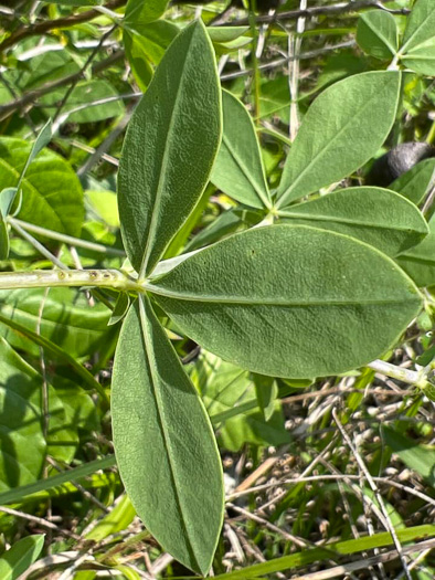 Baptisia aberrans, Eastern Prairie Blue Wild Indigo, Glade Wild Indigo, Glade Blue Wild Indigo, Glade Blue Baptisia