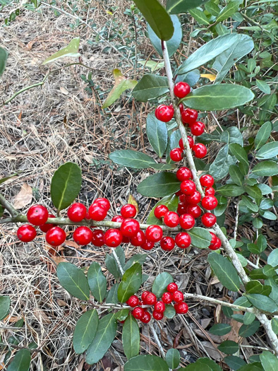 image of Ilex vomitoria, Yaupon Holly, Yaupon