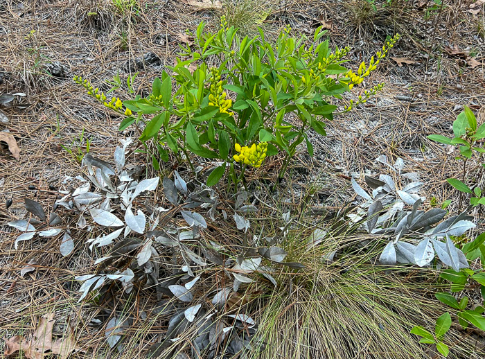 image of Baptisia cinerea, Carolina Wild Indigo, Gray-hairy Wild Indigo