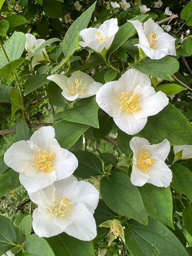 Philadelphus inodorus, Appalachian Mock-orange, Scentless Mock-orange