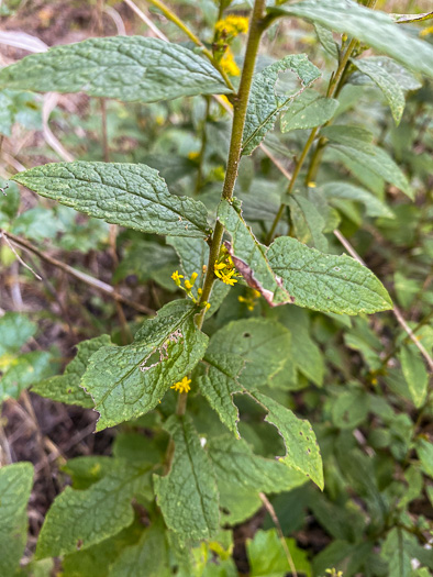 image of Solidago rugosa var. aspera, Wrinkleleaf Goldenrod