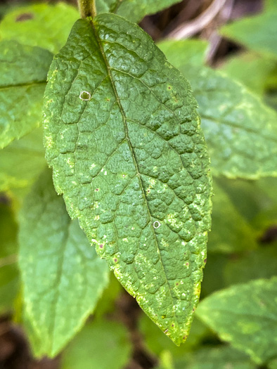 image of Solidago rugosa var. aspera, Wrinkleleaf Goldenrod