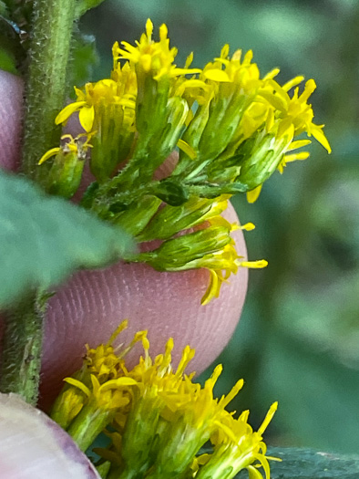 image of Solidago rugosa var. aspera, Wrinkleleaf Goldenrod