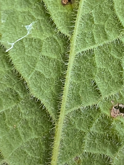 image of Solidago rugosa var. aspera, Wrinkleleaf Goldenrod