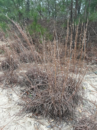 image of Schizachyrium littorale, Seaside Little Bluestem