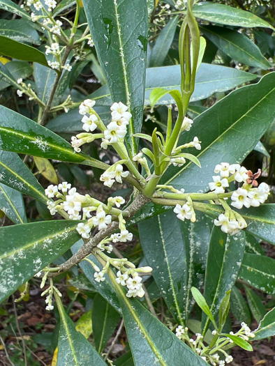 Cartrema americanum, Devilwood, Wild Olive