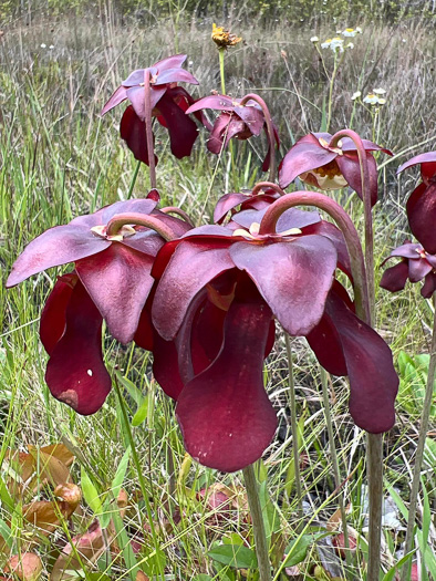 Sarracenia psittacina, Parrot Pitcherplant