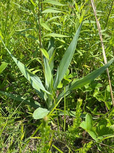 button snakeroot (Eryngium yuccifolium)