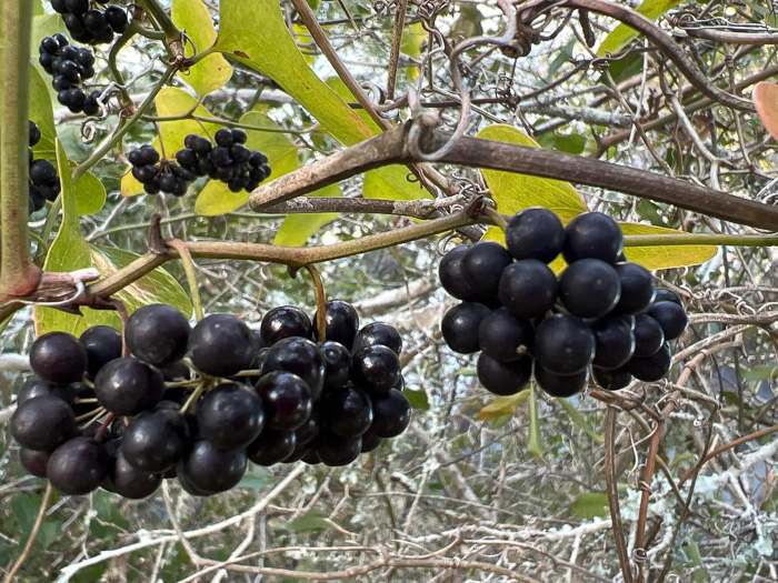 image of Smilax bona-nox var. littoralis, Maritime Catbrier, Maritime Saw Greenbrier