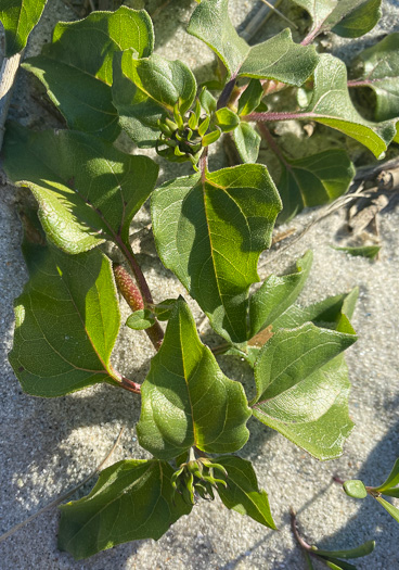 Helianthus debilis ssp. debilis, East Florida Beach Sunflower