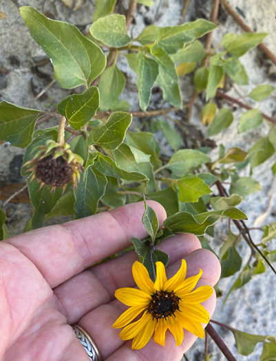 image of Helianthus debilis ssp. debilis, East Florida Beach Sunflower