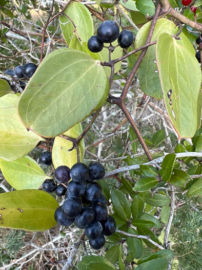 image of Smilax auriculata, Dune Greenbrier