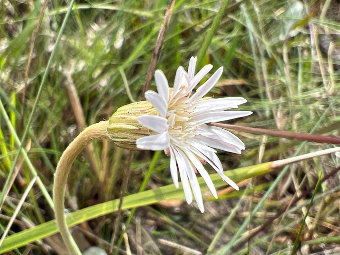 Chaptalia tomentosa, Woolly Sunbonnets, Pineland Daisy, Night-nodding Bog-dandelion, Sunbonnets