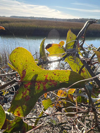 image of Smilax bona-nox var. littoralis, Maritime Catbrier, Maritime Saw Greenbrier