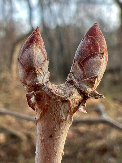 image of Aesculus sylvatica, Painted Buckeye