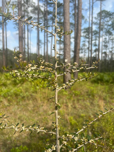 Ilex vomitoria, Yaupon Holly, Yaupon