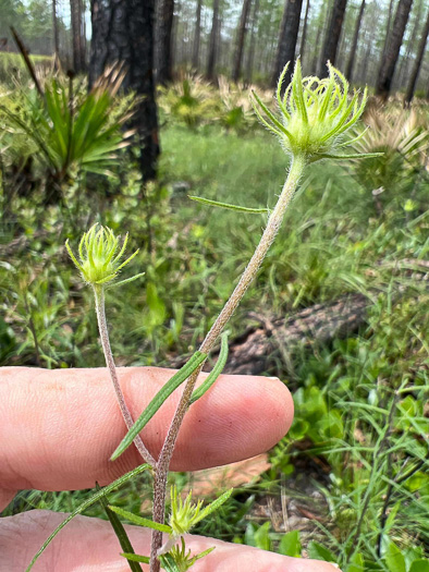 Phoebanthus tenuifolius, pineland false sunflower