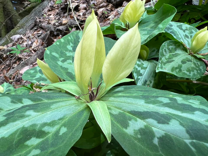 Trillium discolor, Pale Yellow Trillium, Faded Trillium, Small Yellow Toadshade, Savannah River Trillium