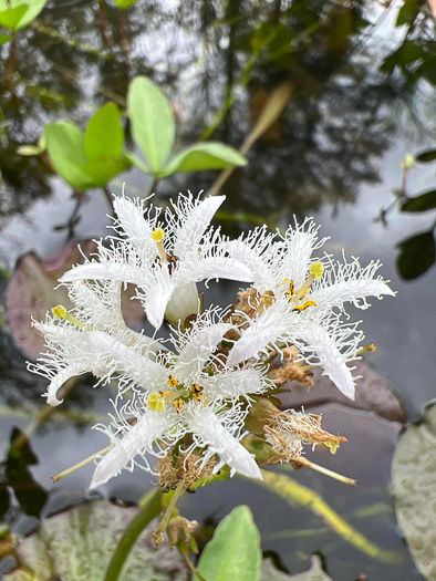 Menyanthes trifoliata, Buckbean, Bogbean