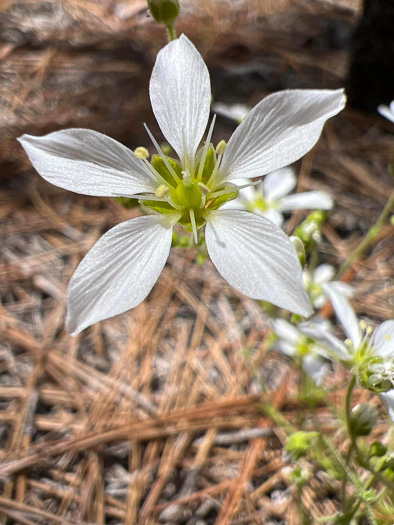 Geocarpon carolinianum, Carolina Sandwort, Longroot, Pine-barren Sandwort