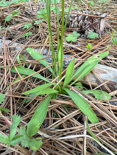 Marshallia obovata var. scaposa, Sandhill Marshallia, Savanna Barbara's-buttons, Spoon-shaped Barbara's-buttons