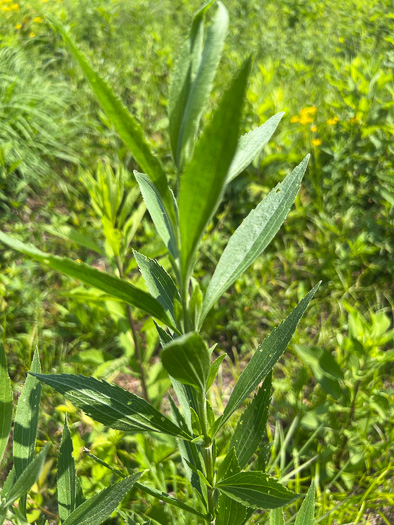 Eupatorium altissimum, Tall Thoroughwort, Tall Boneset