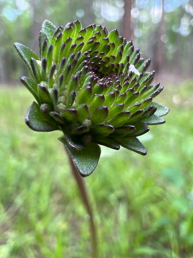 image of Marshallia legrandii, Oak Barrens Barbara's-buttons