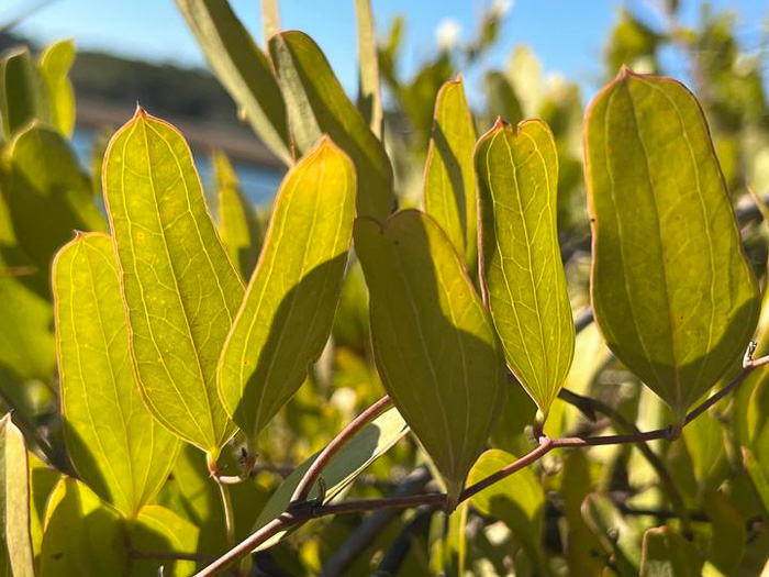 Smilax auriculata, Dune Greenbrier