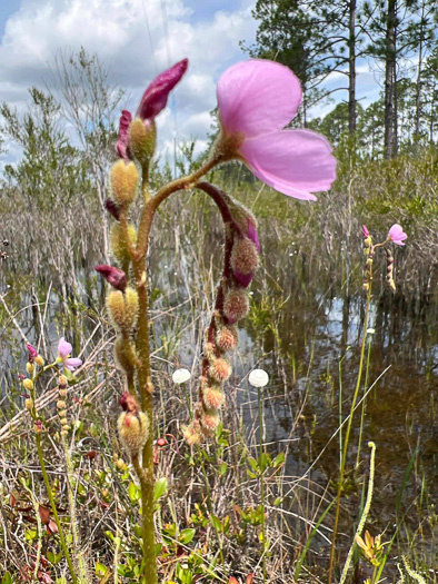 Drosera tracyi, Tracy's Sundew