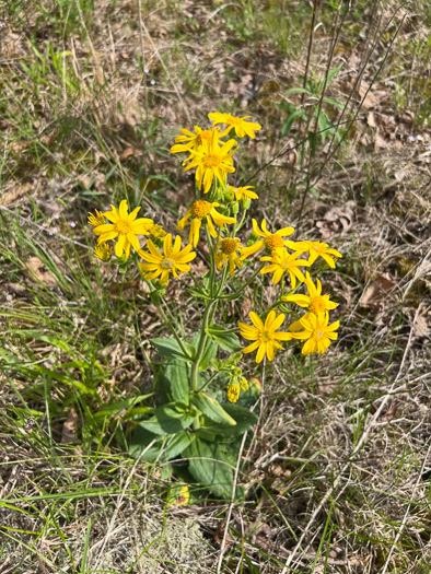 Arnica acaulis, Leopard's-bane, Southeastern Arnica