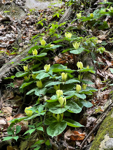 image of Trillium discolor, Pale Yellow Trillium, Faded Trillium, Small Yellow Toadshade, Savannah River Trillium