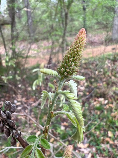 image of Amorpha fruticosa, False Indigo, Tall Indigo-bush, False Indigo-bush