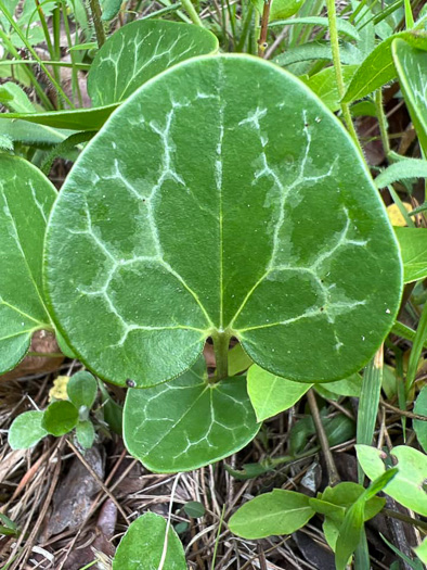 Hexastylis lewisii, Lewis's Heartleaf