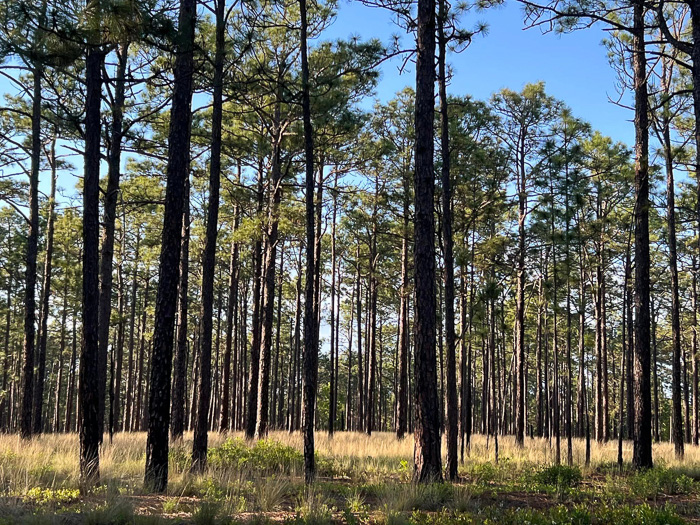 image of Aristida stricta, Carolina Wiregrass, Pineland Three-awn