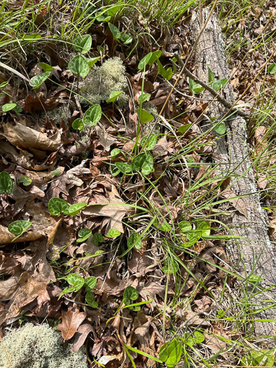 image of Hexastylis lewisii, Lewis's Heartleaf