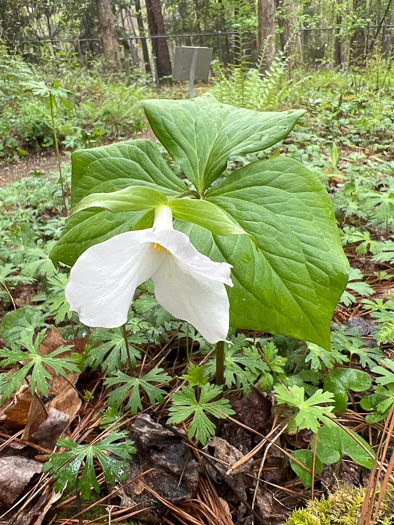 image of Trillium grandiflorum, Large-flowered Trillium, Great White Trillium, White Wake-robin, Showy Wake-robin