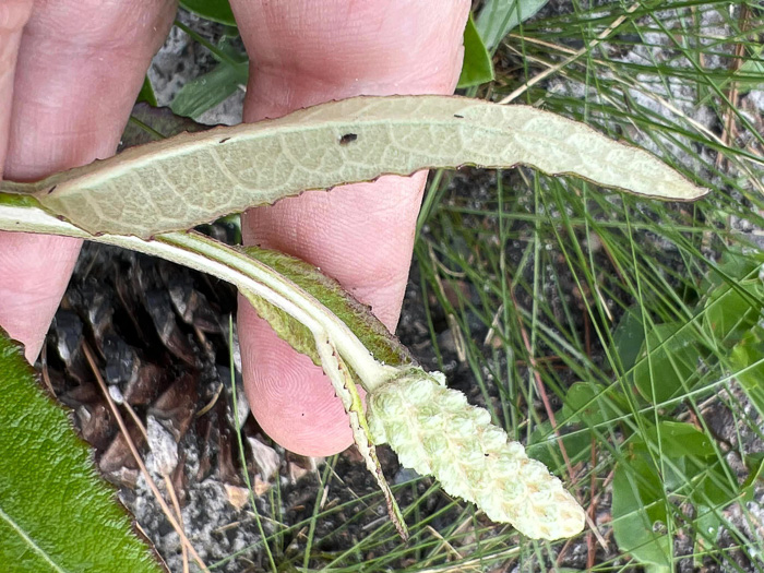 image of Pterocaulon pycnostachyum, Black Snakeroot, Dense-spike Blackroot, Pineland Wingstem