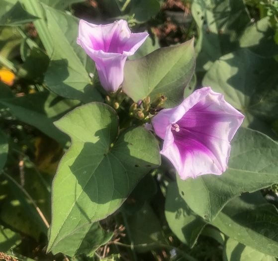 Ipomoea batatas, Sweet Potato