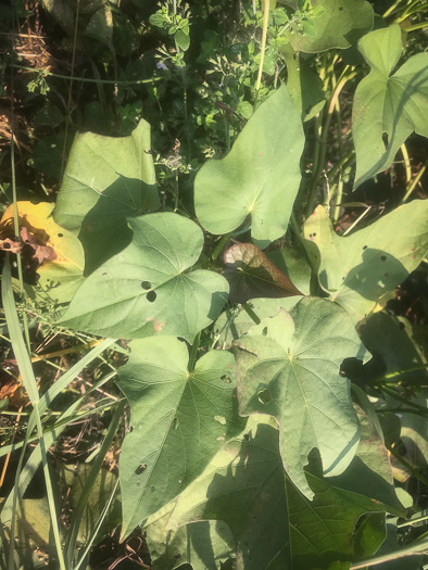 Ipomoea batatas, Sweet Potato