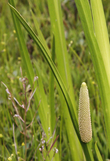 Acorus calamus, European Sweetflag, European Calamus