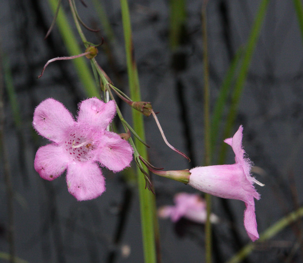 Agalinis linifolia, Flaxleaf Gerardia, Scaleleaf Agalinis, Flaxleaf False Foxglove, Flaxleaf Agalinis