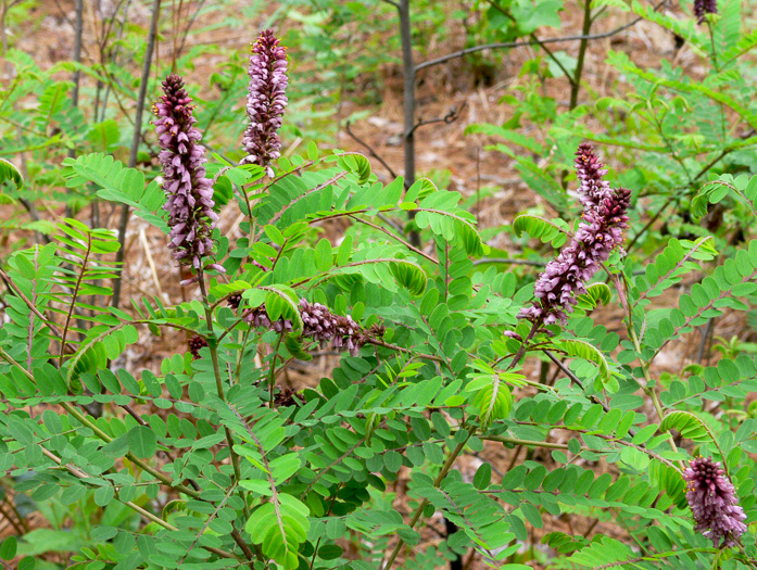 image of Amorpha georgiana, Georgia Indigo-bush
