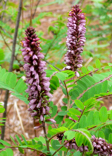 image of Amorpha georgiana, Georgia Indigo-bush