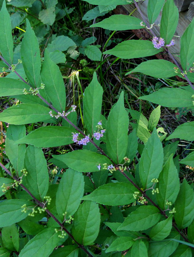 image of Callicarpa dichotoma, Chinese Beautyberry, Purple Beautyberry